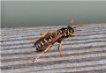 Polistes sp.